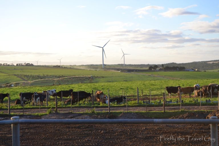 Read more about the article Woodlands Dairy – milk production stats that will blow your mind