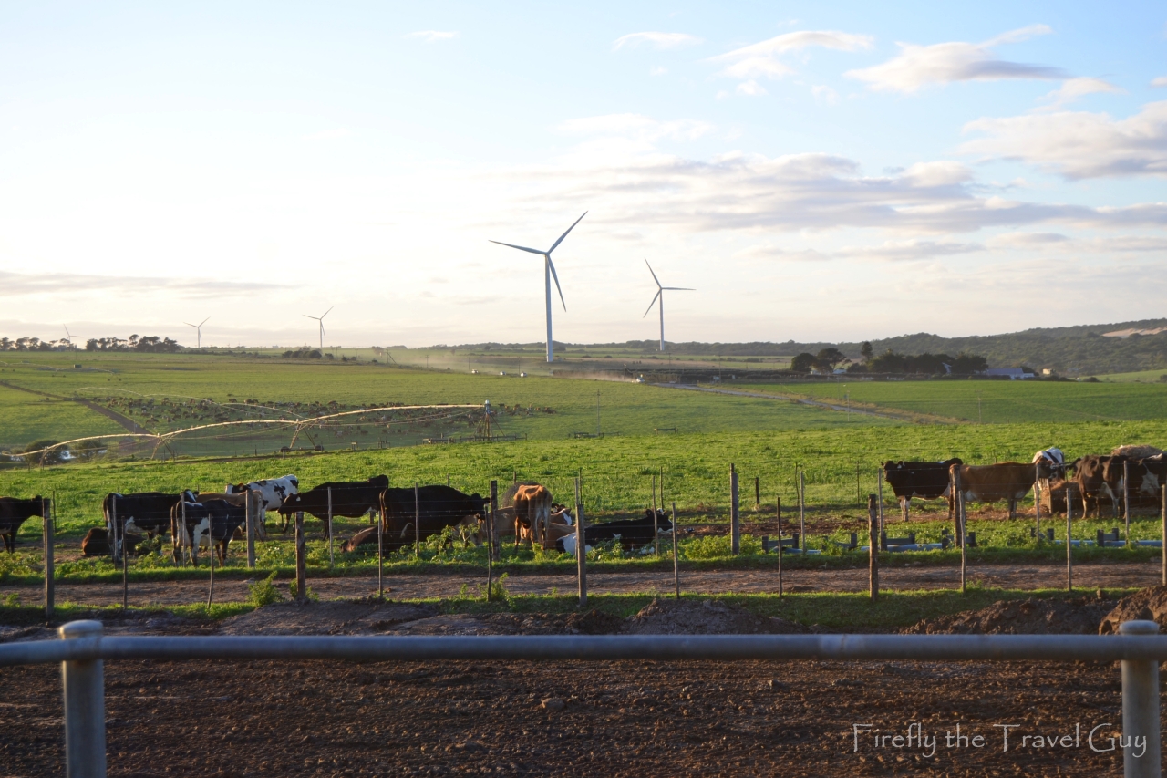 Read more about the article Woodlands Dairy – milk production stats that will blow your mind